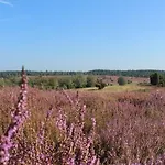 Heide View