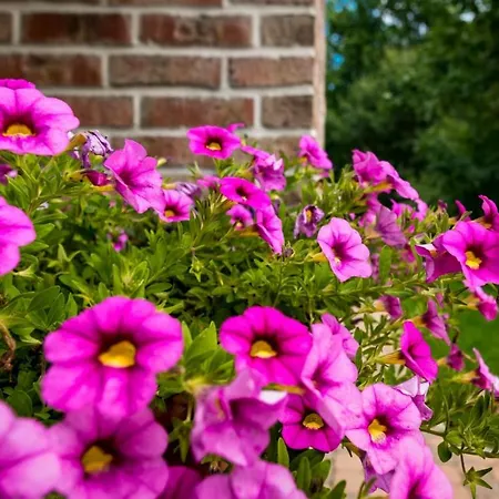 Heide View Bispingen