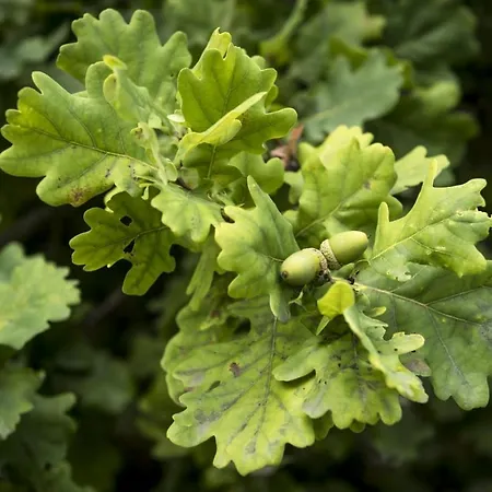 Heide View Ferienhaus