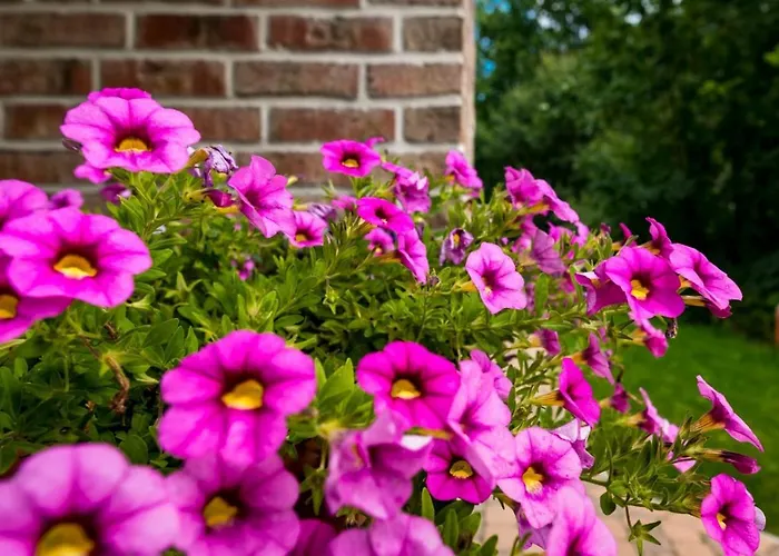 Heide View Bispingen