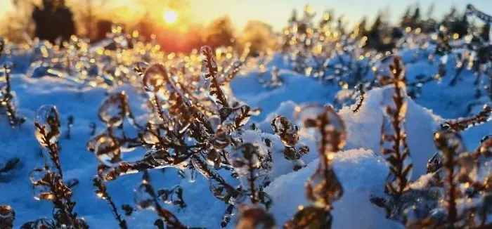 Heide View * Bispingen